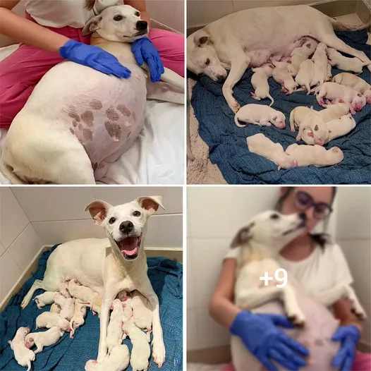 A Heartwarming Tale: Stranded Pregnant Dog Finds Sanctuary and Welcomes 14 Adorable Pups