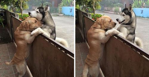 Lonely Husky Escapes From His Yard To Get A Hug From His Best Friend